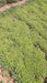 Best Quality Kolkata Type Marigold Plants for Farming - Farmers Stop