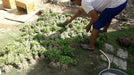 Best Quality Kolkata Type Marigold Plants for Farming - Farmers Stop