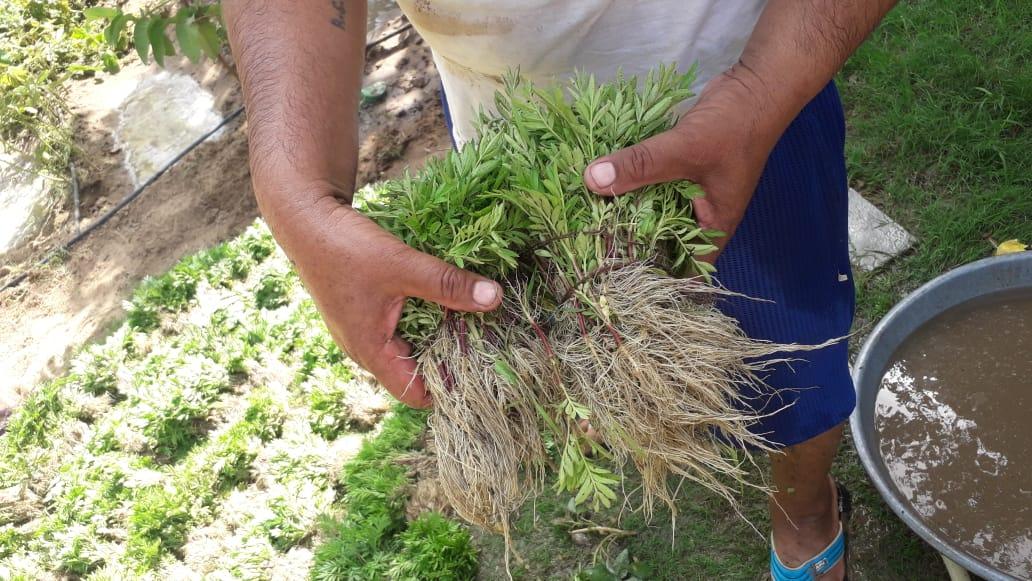 Best Quality Kolkata Type Marigold Plants for Farming - Farmers Stop
