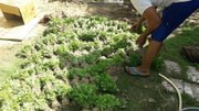 Best Quality Kolkata Type Marigold Plants for Farming - Farmers Stop