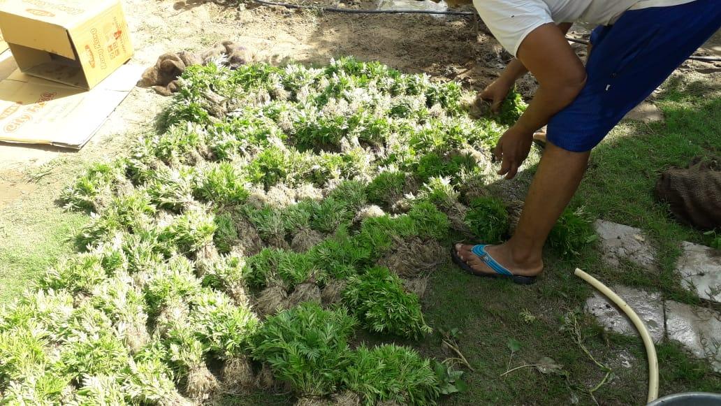 Best Quality Kolkata Type Marigold Plants for Farming - Farmers Stop