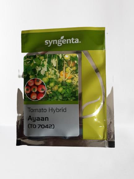 Ayaan(TO7042)/आयान F1 Hybrid Tomato(Syngenta) - Farmers Stop