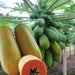 Calina IPB9 Papaya (Sunprime Seeds, Singapore) - Farmers Stop