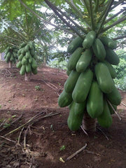 Calina IPB9 Papaya (Sunprime Seeds, Singapore) - Farmers Stop
