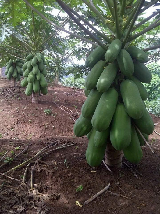 Calina IPB9 Papaya (Sunprime Seeds, Singapore) - Farmers Stop