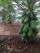 Calina IPB9 Papaya (Sunprime Seeds, Singapore) - Farmers Stop