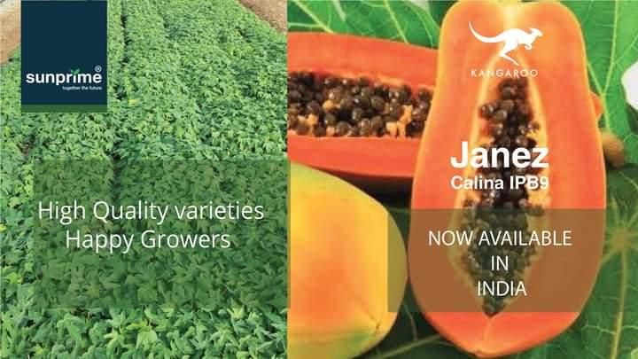 Calina IPB9 Papaya (Sunprime Seeds, Singapore) - Farmers Stop