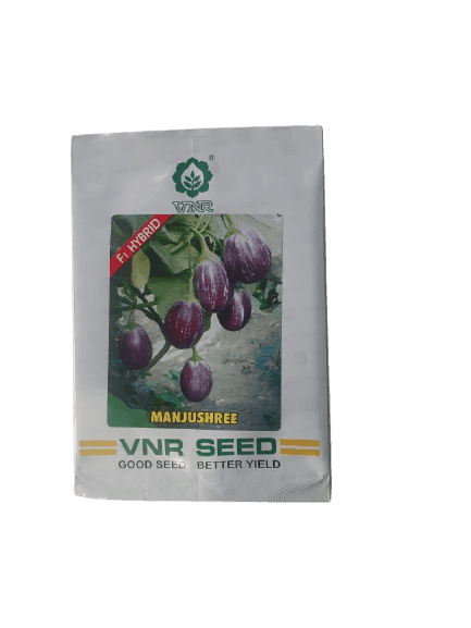 MANJUSHREE F1HYBRID BRINJAL (VNR SEEDS) - Farmers Stop