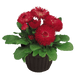 English Daisy Bellis perennis Roggli/Tasso Red (Benary) - Farmers Stop