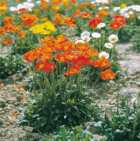 Papaver nudicaule Garden Gnome (Benary) - Farmers Stop