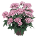 Pentas lanceolata New Look® Pelleted Seed (Benary) - Farmers Stop