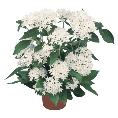Pentas lanceolata New Look® Pelleted Seed (Benary) - Farmers Stop