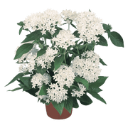 Pentas lanceolata New Look® Pelleted Seed (Benary) - Farmers Stop