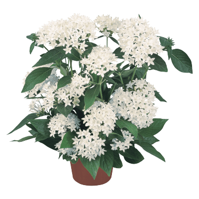 Pentas lanceolata New Look® Pelleted Seed (Benary) - Farmers Stop