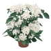 Pentas lanceolata New Look® Pelleted Seed (Benary) - Farmers Stop