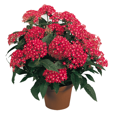 Pentas lanceolata New Look® Pelleted Seed (Benary) - Farmers Stop