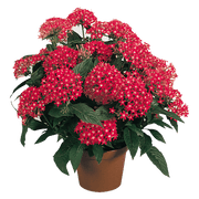 Pentas lanceolata New Look® Pelleted Seed (Benary) - Farmers Stop