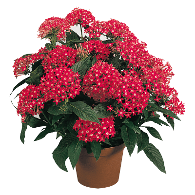 Pentas lanceolata New Look® Pelleted Seed (Benary) - Farmers Stop