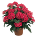 Pentas lanceolata New Look® Pelleted Seed (Benary) - Farmers Stop