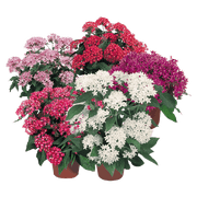 Pentas lanceolata New Look® Pelleted Seed (Benary) - Farmers Stop