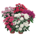 Pentas lanceolata New Look® Pelleted Seed (Benary) - Farmers Stop