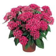 Pentas lanceolata New Look® Pelleted Seed (Benary) - Farmers Stop