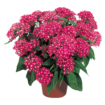 Pentas lanceolata New Look® Pelleted Seed (Benary) - Farmers Stop
