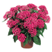 Pentas lanceolata New Look® Pelleted Seed (Benary) - Farmers Stop