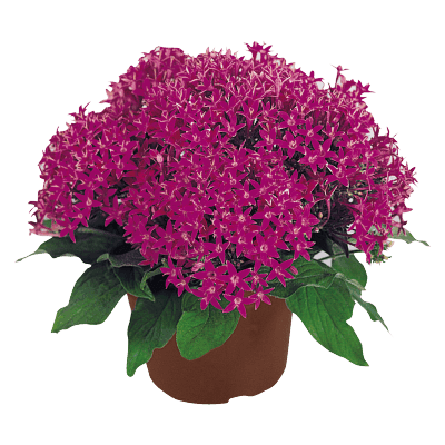 Pentas lanceolata New Look® Pelleted Seed (Benary) - Farmers Stop