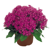 Pentas lanceolata New Look® Pelleted Seed (Benary) - Farmers Stop
