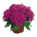 Pentas lanceolata New Look® Pelleted Seed (Benary) - Farmers Stop