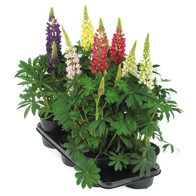 Lupinus polyphyllus Lupini (Benary) - Farmers Stop
