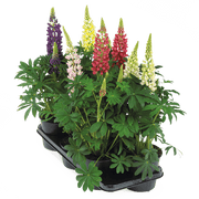 Lupinus polyphyllus Lupini (Benary) - Farmers Stop