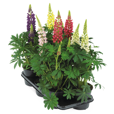 Lupinus polyphyllus Lupini (Benary) - Farmers Stop