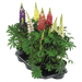 Lupinus polyphyllus Lupini (Benary) - Farmers Stop