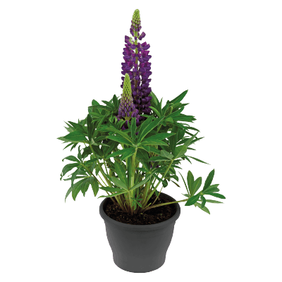 Lupinus polyphyllus Lupini (Benary) - Farmers Stop