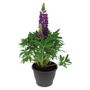 Lupinus polyphyllus Lupini (Benary) - Farmers Stop