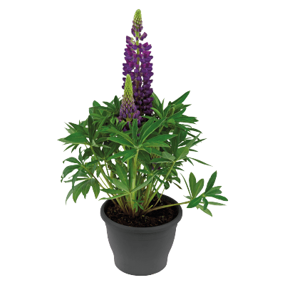 Lupinus polyphyllus Lupini (Benary) - Farmers Stop
