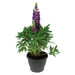 Lupinus polyphyllus Lupini (Benary) - Farmers Stop