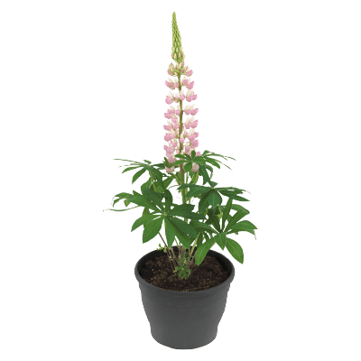 Lupinus polyphyllus Lupini (Benary) - Farmers Stop