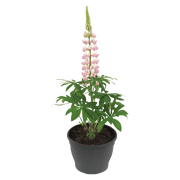 Lupinus polyphyllus Lupini (Benary) - Farmers Stop