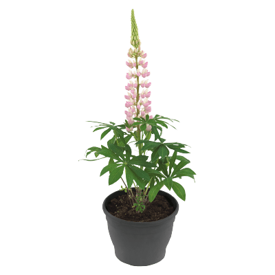 Lupinus polyphyllus Lupini (Benary) - Farmers Stop