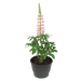 Lupinus polyphyllus Lupini (Benary) - Farmers Stop