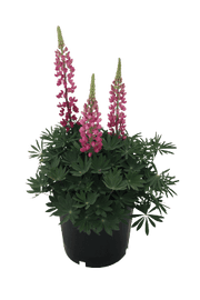 Lupinus polyphyllus Lupini (Benary) - Farmers Stop
