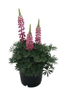 Lupinus polyphyllus Lupini (Benary) - Farmers Stop