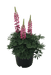 Lupinus polyphyllus Lupini (Benary) - Farmers Stop