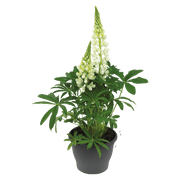 Lupinus polyphyllus Lupini (Benary) - Farmers Stop