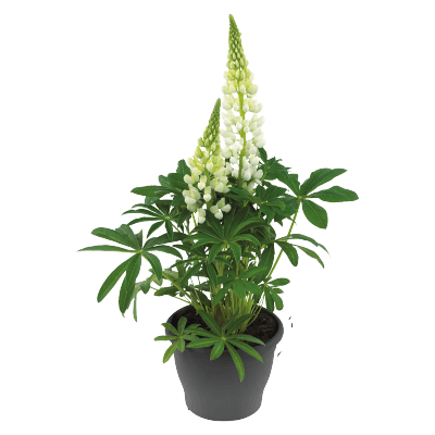 Lupinus polyphyllus Lupini (Benary) - Farmers Stop