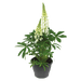 Lupinus polyphyllus Lupini (Benary) - Farmers Stop