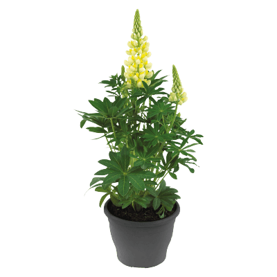 Lupinus polyphyllus Lupini (Benary) - Farmers Stop